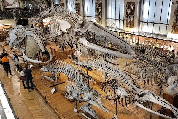 Gallery of Paleontology and Comparative Anatomy