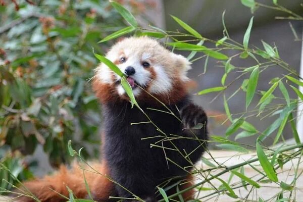 La Ménagerie, le zoo du Jardin des Plantes à Paris